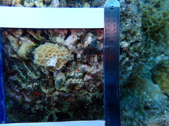 Agaricia humilis