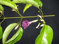 Fridericia schumanniana