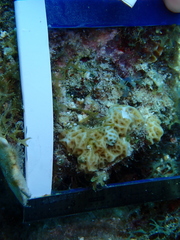Agaricia humilis