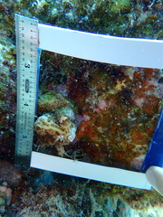 Agaricia humilis