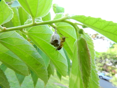 Mischocyttarus cerberus