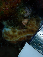 Agaricia humilis