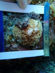 Agaricia humilis