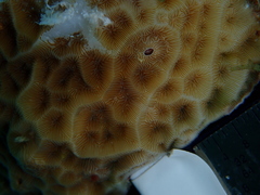 Agaricia humilis