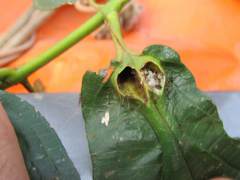 Miconia tococoronata