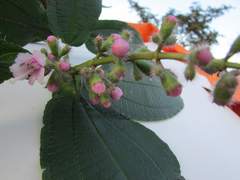 Miconia tococoronata