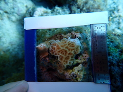 Agaricia humilis