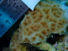 Agaricia humilis
