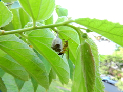 Mischocyttarus cerberus