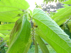 Mischocyttarus cerberus