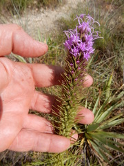 Liatris aestivalis