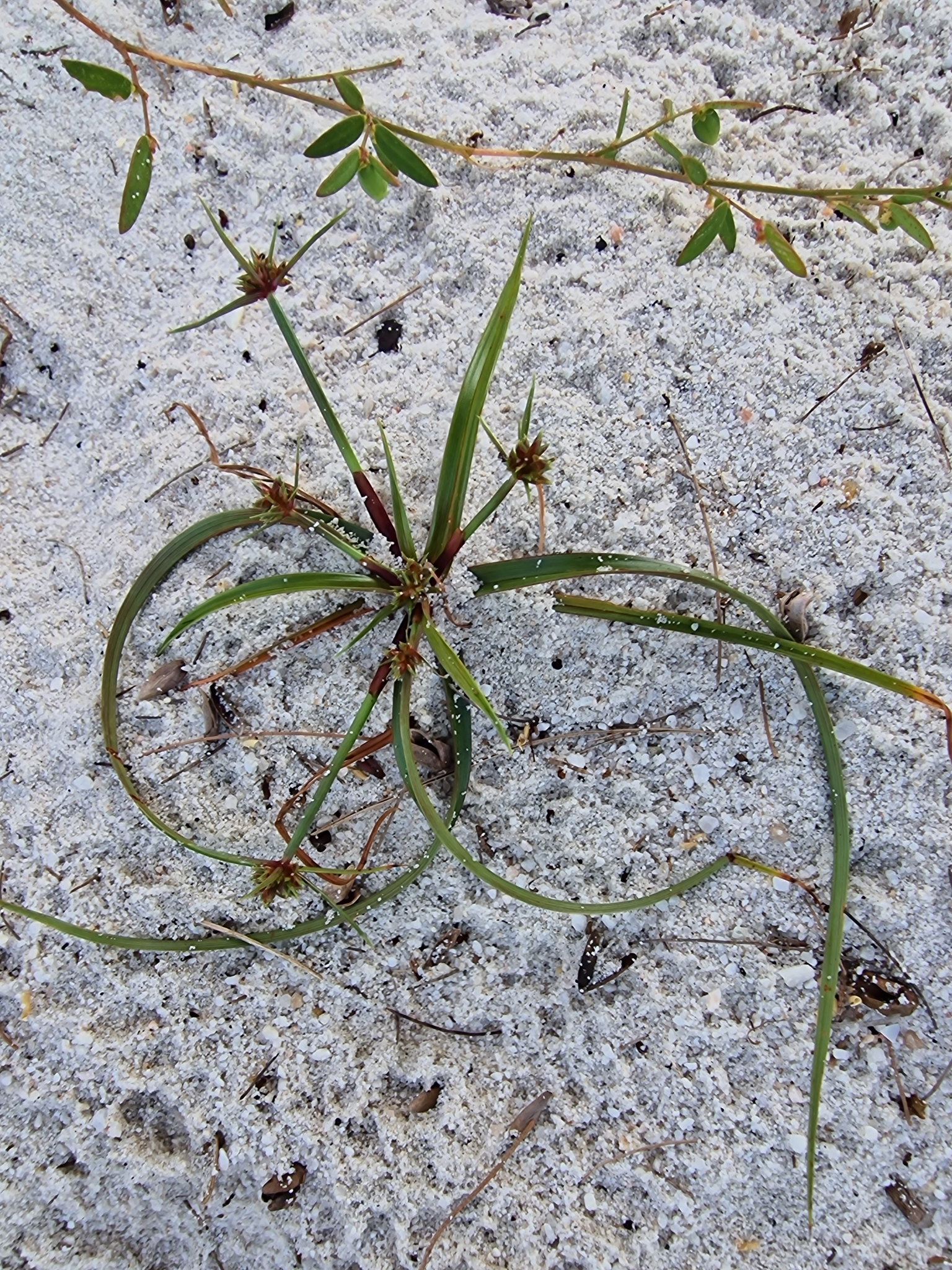 Cyperus radians (Cyperus radians)