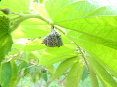 Mischocyttarus cerberus