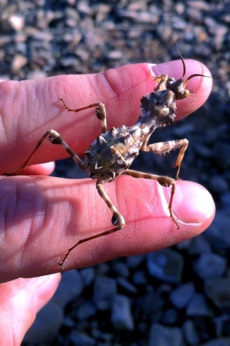 Thistle Mantis