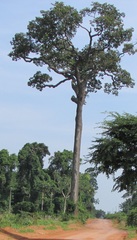 Bertholletia excelsa