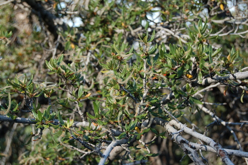 Curlleaf Mountain Mahogany