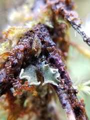 Erioderma sorediatum