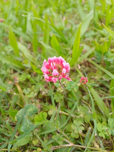 Image of Trifolium polymorphum by (c) Luis Martin Stivanello, some rights reserved (CC BY)