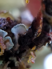 Erioderma sorediatum