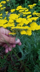 Achillea filipendulina