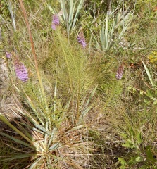 Liatris aestivalis