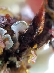 Erioderma sorediatum