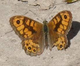 Lasiommata megera