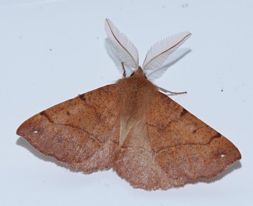 Colotois pennaria