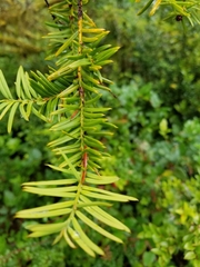 Erioderma sorediatum