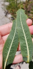 Lactuca serriola