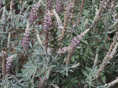 Lupinus leucophyllus
