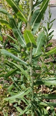 Lactuca serriola
