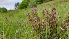 Pedicularis palustris palustris