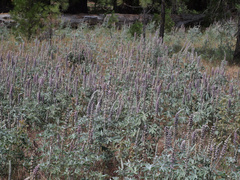 Lupinus leucophyllus