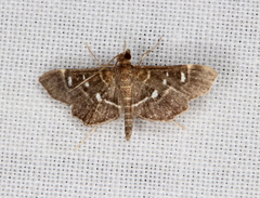 Diathrausta