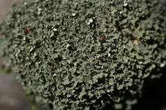 Cladonia apodocarpa