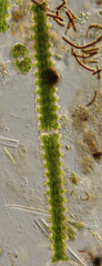 Triploceras verticillatum