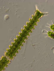 Triploceras verticillatum