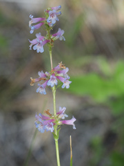 Penstemon peckii