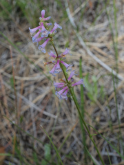 Penstemon peckii