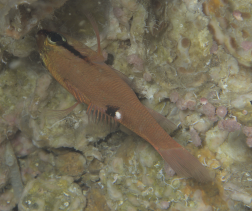 Zapogon evermanni observed 2024-11-15