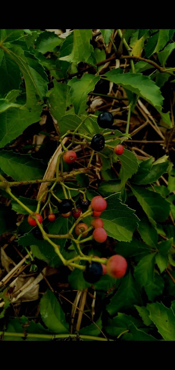 Clematicissus pruinata