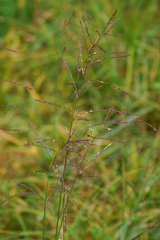 Arundinella hirta, photograph (c) WATANABE Hitoshi 渡辺仁, some rights reserved (CC BY)