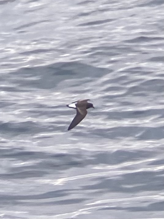 Wedge-rumped Storm-Petrel