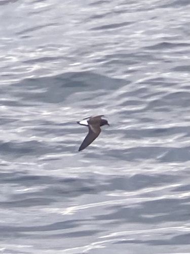 Wedge-rumped Storm-Petrel