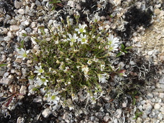 Cherleria arctica