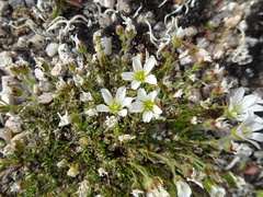 Cherleria arctica