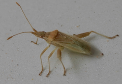 Harmostes reflexulus