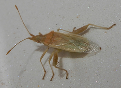 Harmostes reflexulus