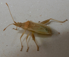 Harmostes reflexulus